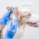 愛犬の耳掃除、やりすぎ注意！？犬の耳垢の自浄作用ってなに？【獣医が解説】(ブログ)