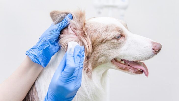 愛犬の耳掃除、やりすぎ注意！？犬の耳垢の自浄作用ってなに？【獣医が解説】(ブログ)