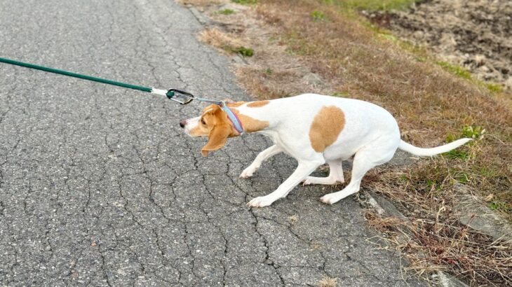 犬が『散歩に行きたくない』ときにみせる３つの行動　拒否している理由やとるべき対処法を解説(ブログ)