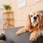 暑い日に犬を留守番させるときの絶対NG行為4選　夏に起こりやすい事故やトラブルまで(ブログ)