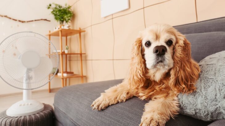 暑い日に犬を留守番させるときの絶対NG行為4選　夏に起こりやすい事故やトラブルまで(ブログ)