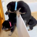 よちよち歩きの赤ちゃん犬たち→外の世界に興味津々で…みんなで大脱走を試みる光景が11万再生「元気な脱走兵たちｗ」「可愛いの大渋滞」と悶絶(ブログ)