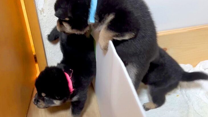 よちよち歩きの赤ちゃん犬たち→外の世界に興味津々で…みんなで大脱走を試みる光景が11万再生「元気な脱走兵たちｗ」「可愛いの大渋滞」と悶絶(ブログ)