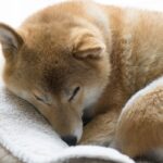 犬が『腹痛を訴えている』ときにみせる行動8選　今すぐに病院へ行くべき状態とは？(ブログ)