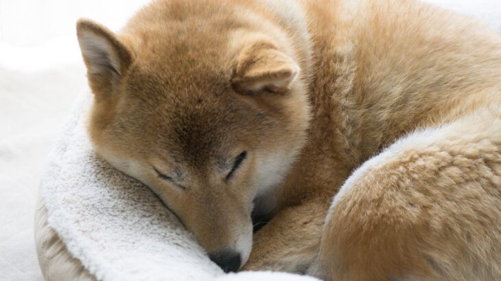 犬が『腹痛を訴えている』ときにみせる行動8選　今すぐに病院へ行くべき状態とは？(ブログ)