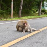 犬の散歩中にいる『危険な野生動物』3選　命に関わるリスクから飼い主が注意すべきことまで(ブログ)