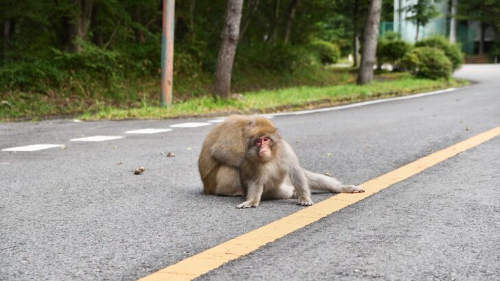 犬の散歩中にいる『危険な野生動物』3選　命に関わるリスクから飼い主が注意すべきことまで(ブログ)