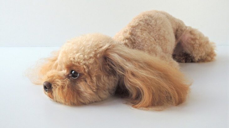 犬が突然発作を起こす『てんかん』とは？主な原因や適切な対処法、予防策まで【獣医が解説】(ブログ)