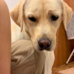 生まれたばかりの赤ちゃんを沐浴中、大型犬が覗いてきて…尊すぎる『本当の母親のような光景』が49万再生「母性強い」「平和で幸せ」と絶賛の声(ブログ)