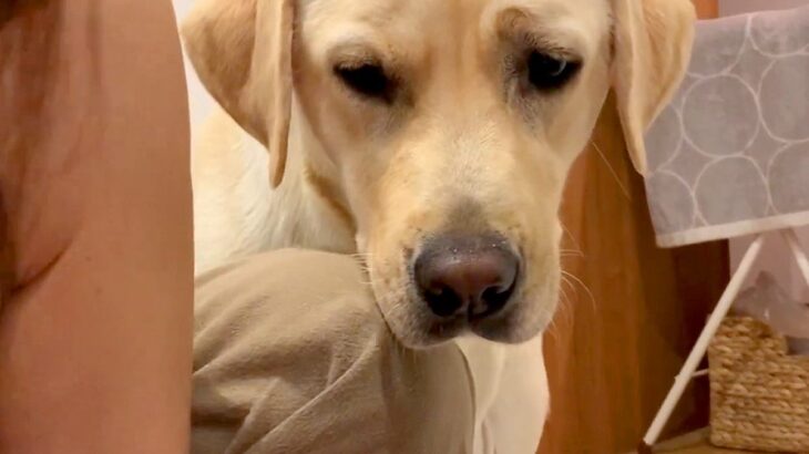 生まれたばかりの赤ちゃんを沐浴中、大型犬が覗いてきて…尊すぎる『本当の母親のような光景』が49万再生「母性強い」「平和で幸せ」と絶賛の声(ブログ)