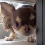 『散歩に行こう』と犬を誘ったら、家具の下へ入ってしまい…小さい子どものような『全力拒否』に反響「よっぽど嫌なんだｗ」「すべてが可愛い」(ブログ)