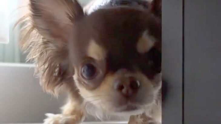 『散歩に行こう』と犬を誘ったら、家具の下へ入ってしまい…小さい子どものような『全力拒否』に反響「よっぽど嫌なんだｗ」「すべてが可愛い」(ブログ)