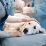 愛犬に高度な医療が必要になったらどうする？『二次診療施設』について現役獣医が解説(ブログ)