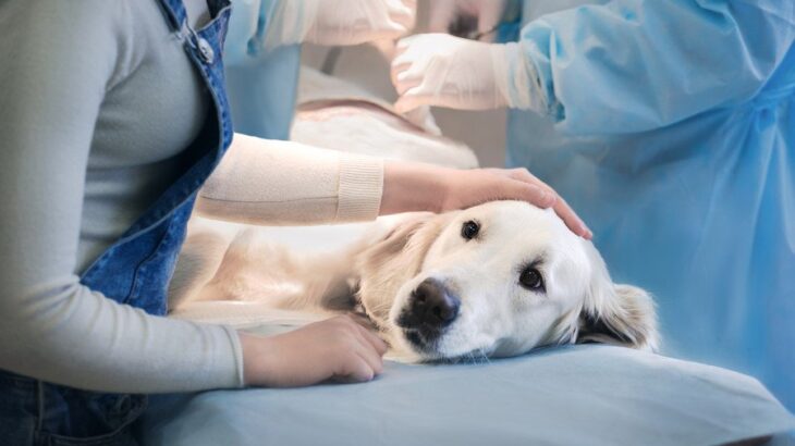 愛犬に高度な医療が必要になったらどうする？『二次診療施設』について現役獣医が解説(ブログ)