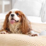犬が『暑い』と感じる温度は何度？熱中症にさせないために飼い主がすべき対策まで(ブログ)