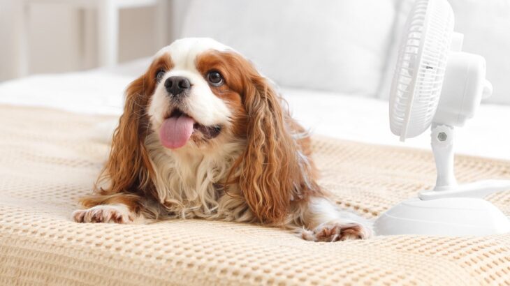 犬が『暑い』と感じる温度は何度？熱中症にさせないために飼い主がすべき対策まで(ブログ)