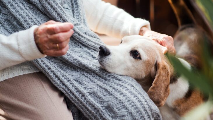 犬が老犬になる前に直すべき『生活習慣』5つ　寿命を伸ばすために飼い主が意識すべきこととは？(ブログ)