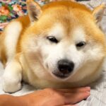眠そうな犬のあごの下に『手をセットしてみた』結果…ちょっぴり切ない『思っていたのと違う光景』に反響「赤ちゃんみたい」「可愛すぎる」と絶賛(ブログ)