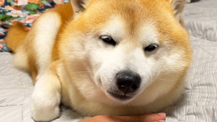 眠そうな犬のあごの下に『手をセットしてみた』結果…ちょっぴり切ない『思っていたのと違う光景』に反響「赤ちゃんみたい」「可愛すぎる」と絶賛(ブログ)