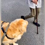 散歩中、見知らぬおばあちゃんを発見→大型犬が突然…とんでもなく尊い『あたたかすぎる光景』に感動の声「優しい」「付きまとわれたい」と反響(ブログ)