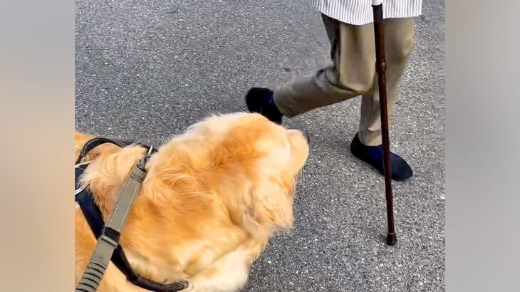 散歩中、見知らぬおばあちゃんを発見→大型犬が突然…とんでもなく尊い『あたたかすぎる光景』に感動の声「優しい」「付きまとわれたい」と反響(ブログ)