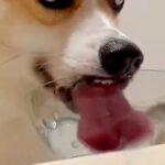 水を飲む犬の『飲み方』を観察した結果…思った以上に凄い『衝撃的な表情』に179万表示「水キメてて草」「前歯かわいいｗｗ」爆笑と絶賛の声(ブログ)