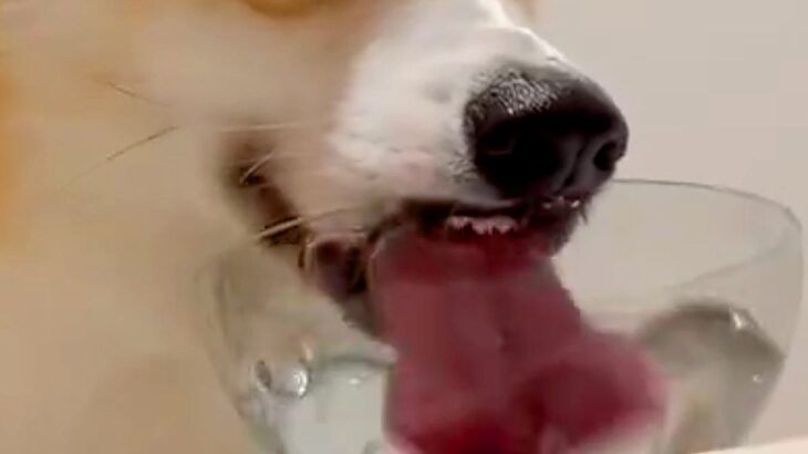 水を飲む犬の『飲み方』を観察した結果…思った以上に凄い『衝撃的な表情』に179万表示「水キメてて草」「前歯かわいいｗｗ」爆笑と絶賛の声(ブログ)