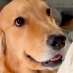 都合が悪くなった犬→お母さんに向かって…絶対に許すしかない『まさかの世渡り術』があざとすぎると99万再生「小悪魔ｗｗ」「甘え方上手」(ブログ)