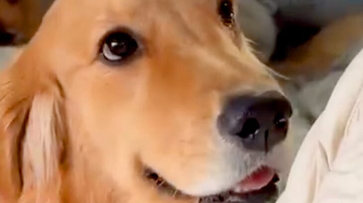 都合が悪くなった犬→お母さんに向かって…絶対に許すしかない『まさかの世渡り術』があざとすぎると99万再生「小悪魔ｗｗ」「甘え方上手」(ブログ)