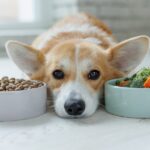 犬の食事について｜栄養バランスを保つフード選びのコツを獣医が解説(ブログ)