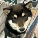 ホームセンターで不機嫌になった犬→店員さんに『かわいい』と言われた次の瞬間…驚きの『ビフォーアフター』に9万いいね「表情変わりすぎｗ」(ブログ)