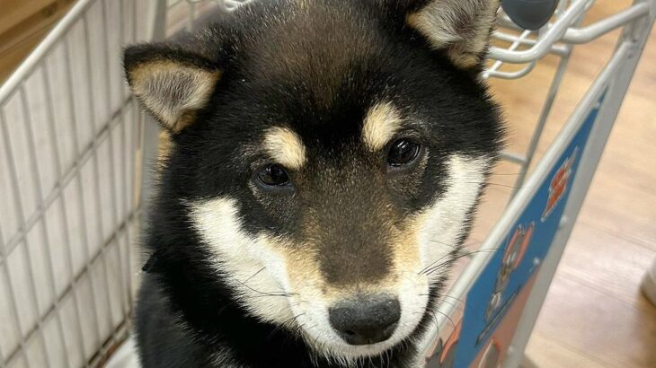 ホームセンターで不機嫌になった犬→店員さんに『かわいい』と言われた次の瞬間…驚きの『ビフォーアフター』に9万いいね「表情変わりすぎｗ」(ブログ)