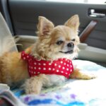 犬と夏を楽しむときの『絶対NG行為』4つ　愛犬の健康に悪影響を及ぼす危険性とは(ブログ)