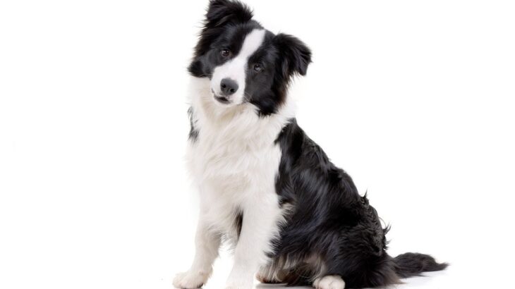 『カッコいい犬種』４選　イケメンなワンコの見た目や性格の違いを詳しく解説(ブログ)