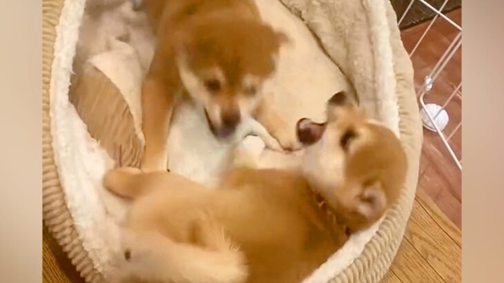 激しい喧嘩をする２匹の赤ちゃん犬→『終わったかな』と思った次の瞬間…予想もつかなかった『まさかの展開』が17万再生「可愛すぎて悶絶」(ブログ)