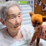 犬を猫だと勘違いしていたおばあちゃん→4年後に『犬を覚えてるか』質問してみた結果…ずっと見ていたい『愛おしい光景』が56万再生の反響(ブログ)