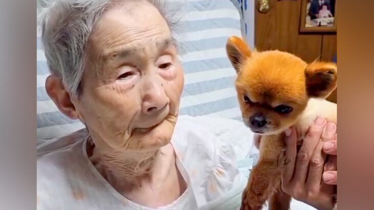 犬を猫だと勘違いしていたおばあちゃん→4年後に『犬を覚えてるか』質問してみた結果…ずっと見ていたい『愛おしい光景』が56万再生の反響(ブログ)
