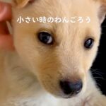 『だれですか…？』可愛らしい赤ちゃん犬が成長→思っていたのと違う『別の犬かと思う光景』に反響「めちゃイケメンｗ」「変わりすぎで草」(ブログ)