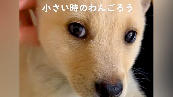 『だれですか…？』可愛らしい赤ちゃん犬が成長→思っていたのと違う『別の犬かと思う光景』に反響「めちゃイケメンｗ」「変わりすぎで草」(ブログ)