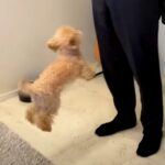 出張帰りの父が突然家にやってきたら、犬が…久しぶりの再会で見せた『感情が爆発する瞬間』が30万再生「空気感にほっこり」「甘えん坊さん」(ブログ)