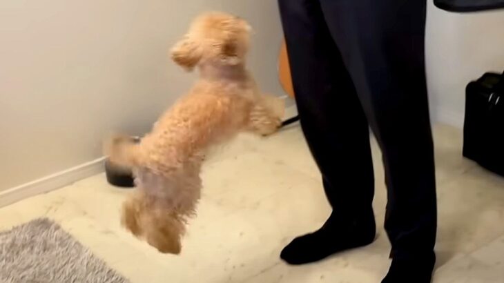 出張帰りの父が突然家にやってきたら、犬が…久しぶりの再会で見せた『感情が爆発する瞬間』が30万再生「空気感にほっこり」「甘えん坊さん」(ブログ)