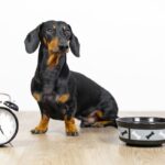 犬のご飯は何時に与えるべき？決まった時間にあげた方がいいの？適切な時間帯まで(ブログ)