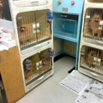 ７年半もの間『外に出たことがない繁殖犬』を保護した結果…５年後→思わず涙する『嘘のような光景』に反響「感動して泣いた」「ほんといい笑顔」(ブログ)