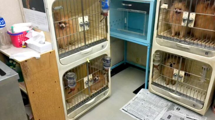 ７年半もの間『外に出たことがない繁殖犬』を保護した結果…５年後→思わず涙する『嘘のような光景』に反響「感動して泣いた」「ほんといい笑顔」(ブログ)
