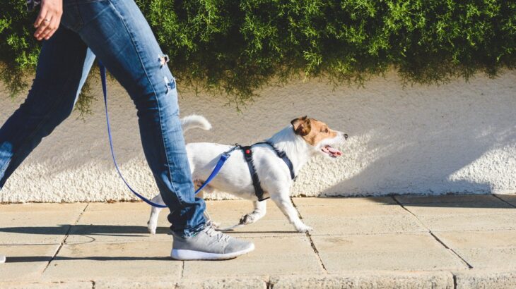 犬の『歩き方』から読み取る5つの心理　体に異常がある場合も？飼い主が注意すべきことまで(ブログ)