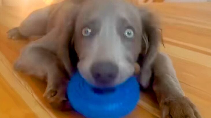 ドーナツ状のおもちゃで遊んでいる大型犬→まさかのハプニングが…まるで『人間のような反応』に23万再生の反響「アホ可愛いｗ」「愛おしい」(ブログ)