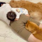 床で転がっていたら、眠たそうにしている2匹の犬が…まさかの『一体化してしまう光景』が85万再生「ズッポリハマってるｗ」「パパｗｗ」と反響(ブログ)