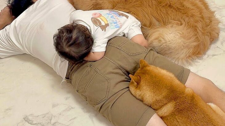 床で転がっていたら、眠たそうにしている2匹の犬が…まさかの『一体化してしまう光景』が85万再生「ズッポリハマってるｗ」「パパｗｗ」と反響(ブログ)