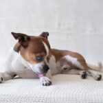 犬が飼い主に『不満』があるときにみせるサイン5選　愛犬が不服そうにしているときにすべき対応とは？(ブログ)