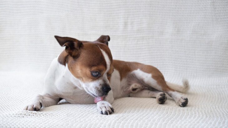 犬が飼い主に『不満』があるときにみせるサイン5選　愛犬が不服そうにしているときにすべき対応とは？(ブログ)
